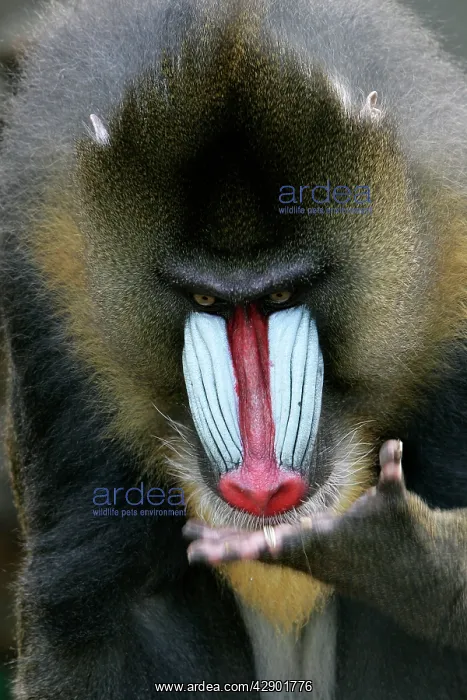 : Mandrill - close-up of face : Mandrill - close-up of face