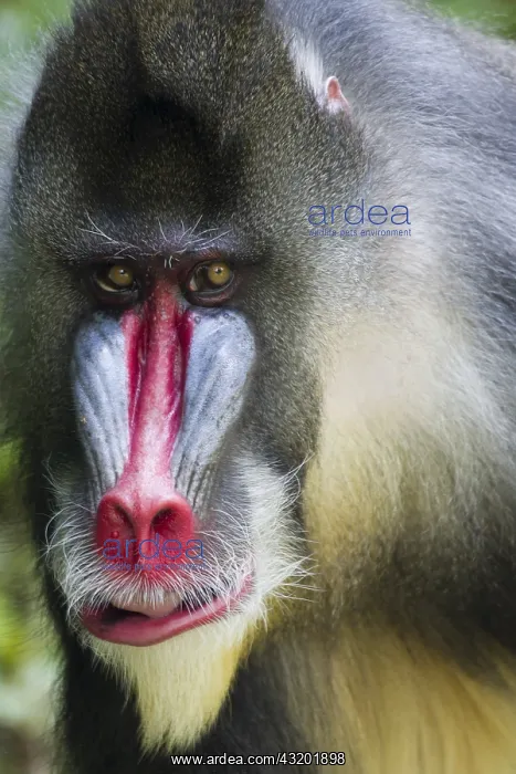 : Mandrill - Dominant Male Mandrillus sphinx Singapore : Mandrill - Dominant Male Mandrillus sphinx Singapore