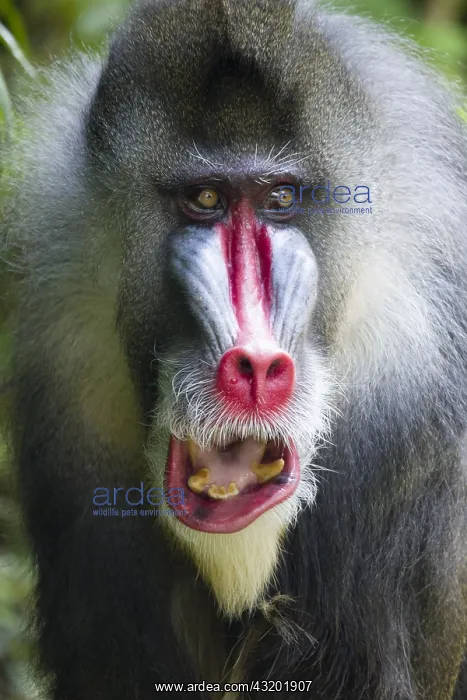 : Mandrill - Dominant Male Mandrillus sphinx Singapore : Mandrill - Dominant Male Mandrillus sphinx Singapore