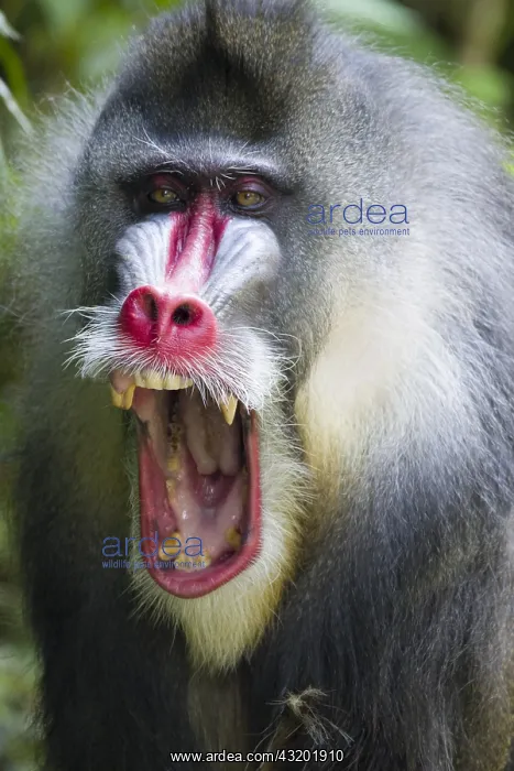 : Mandrill - Dominant Male Mandrillus sphinx Singapore : Mandrill - Dominant Male Mandrillus sphinx Singapore