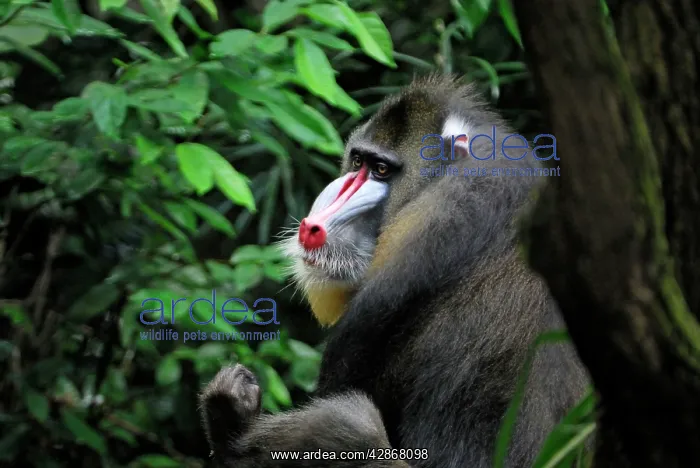 : Mandrill - Gabun : Mandrill - Gabun