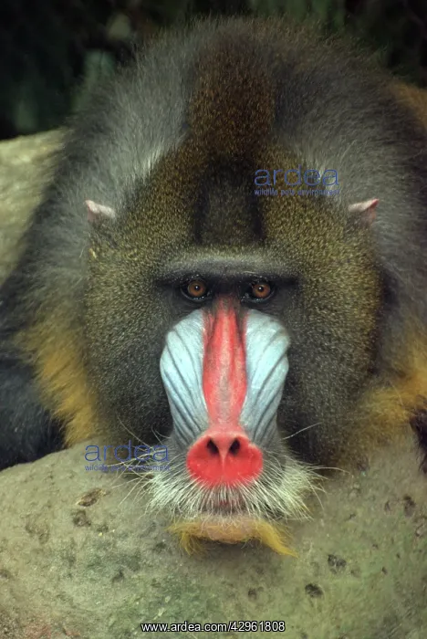 : Mandrill, male : Mandrill, male