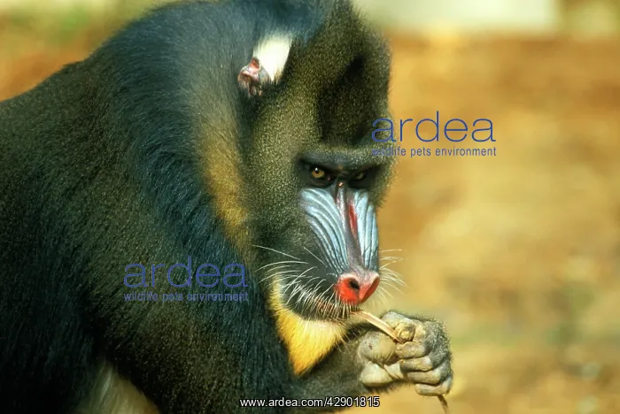  : Mandrill - male chewing on barkS