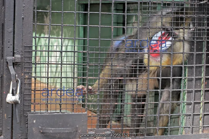 : Mandrill - male in poor captive conditions, trying : Mandrill - male in poor captive conditions, trying