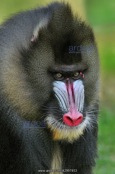  : Mandrill - male - portrait