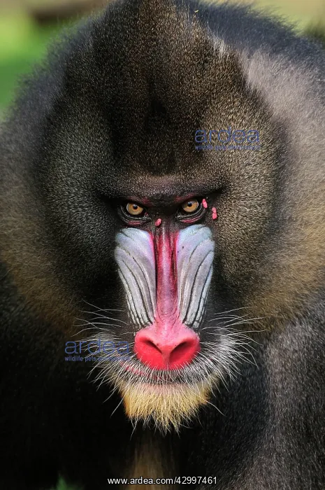 : Mandrill - male - portrait : Mandrill - male - portrait
