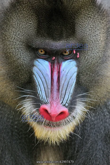 : Mandrill - male - portrait : Mandrill - male - portrait