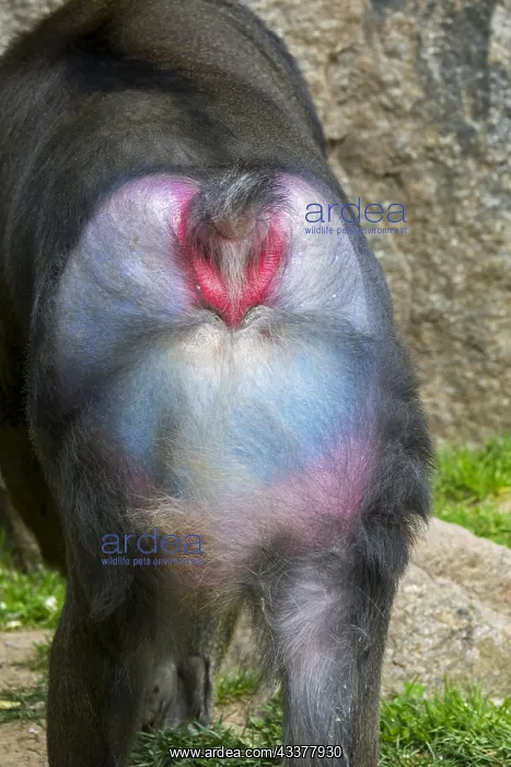 : Mandrill (Mandrillus sphinx) close-up of dominant : Mandrill (Mandrillus sphinx) close-up of dominant