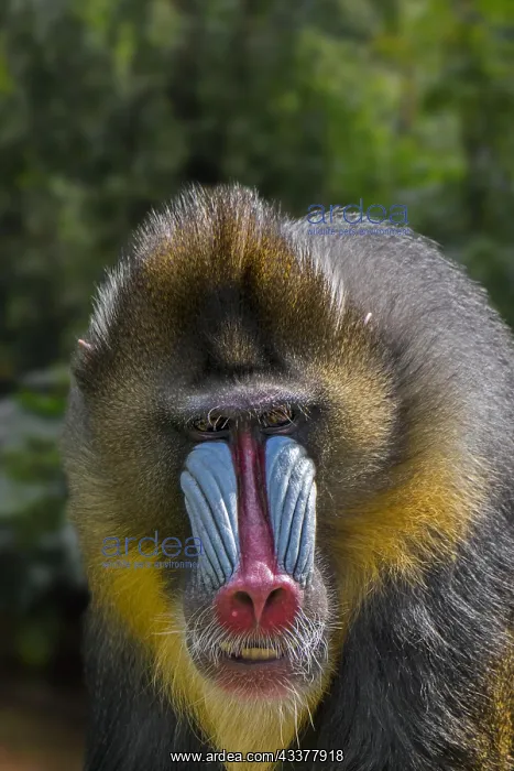 : Mandrill (Mandrillus sphinx) close-up portrait of : Mandrill (Mandrillus sphinx) close-up portrait of