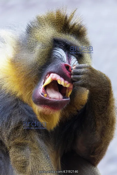 : Mandrill (Mandrillus sphinx) drills in the nose : Mandrill (Mandrillus sphinx) drills in the nose