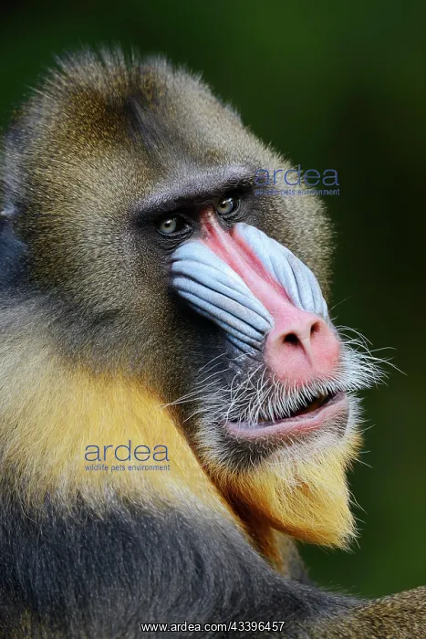 : Mandrill (Mandrillus sphinx), male, endangered species : Mandrill (Mandrillus sphinx), male, endangered species