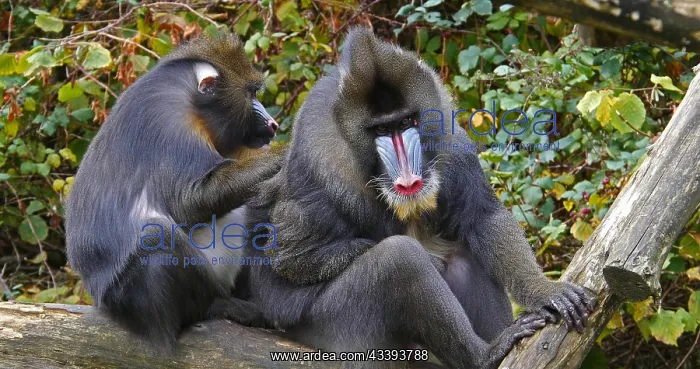 : Mandrill (mandrillus sphinx), Pair Grooming : Mandrill (mandrillus sphinx), Pair Grooming