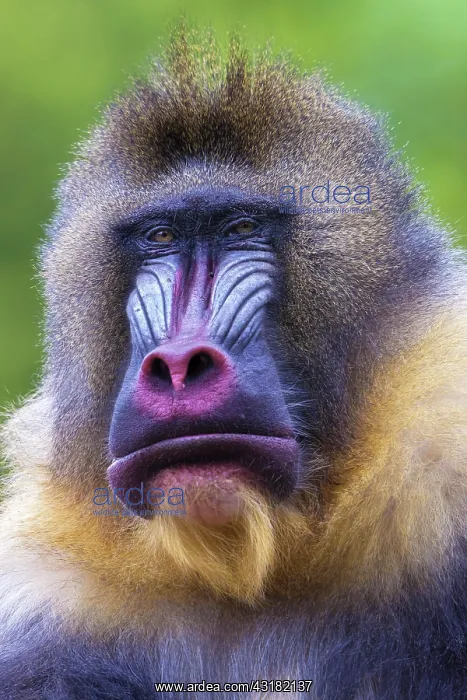 : Mandrill (Mandrillus sphinx), portrait, male, captive : Mandrill (Mandrillus sphinx), portrait, male, captive