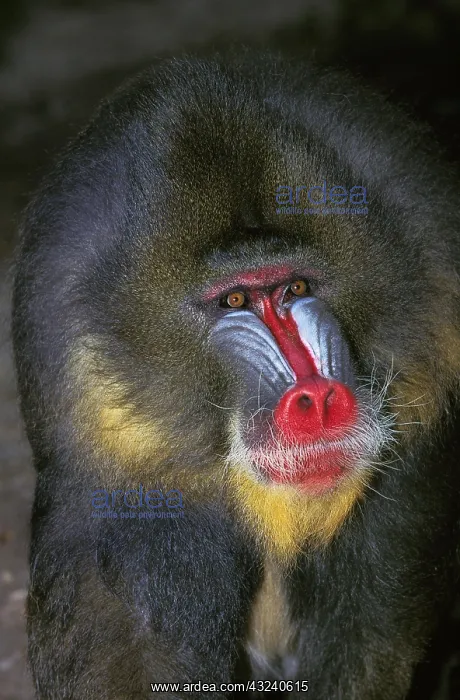 : MANDRILL (mandrillus sphinx), PORTRAIT OF MALE : MANDRILL (mandrillus sphinx), PORTRAIT OF MALE
