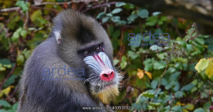 : Mandrill (mandrillus sphinx), Portrait of Male : Mandrill (mandrillus sphinx), Portrait of Male