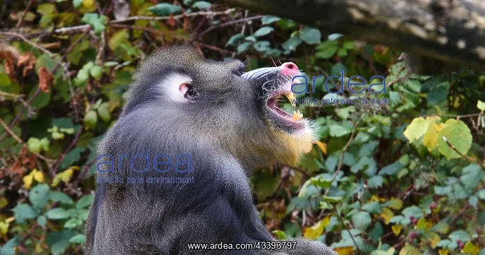 : Mandrill (mandrillus sphinx), Portrait of Male Yawning : Mandrill (mandrillus sphinx), Portrait of Male Yawning