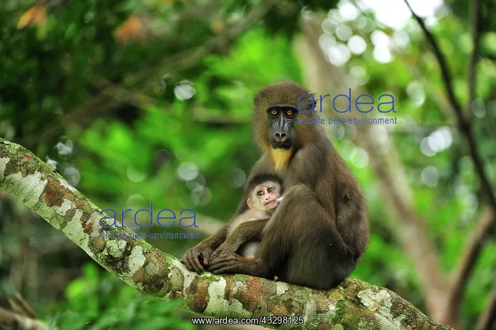 : Mandrill - mother with baby - breast feeding Parc : Mandrill - mother with baby - breast feeding Parc
