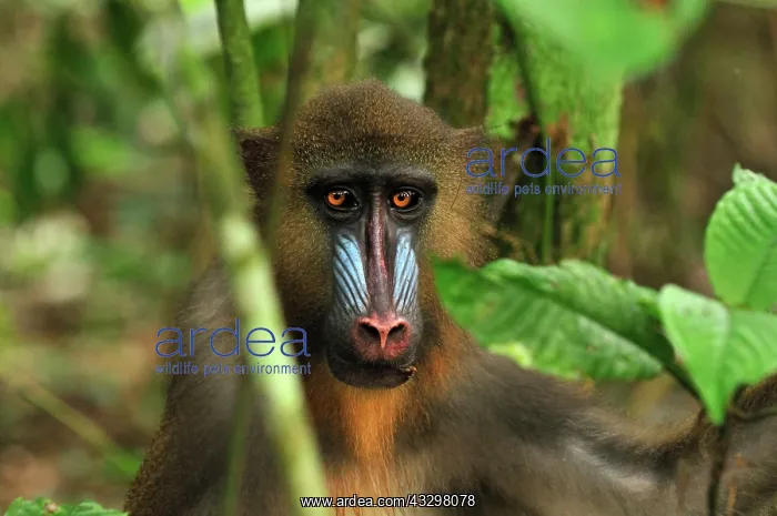 : Mandrill Parc de la Lekedi / Lekedi Natural Preserve : Mandrill Parc de la Lekedi / Lekedi Natural Preserve