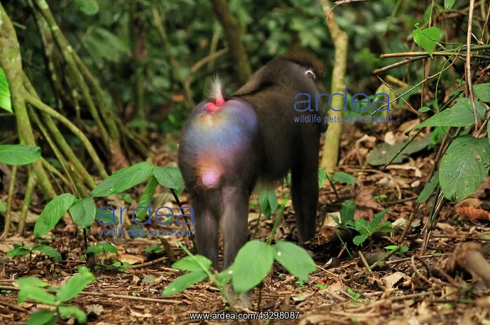 : Mandrill Parc de la Lekedi / Lekedi Natural Preserve : Mandrill Parc de la Lekedi / Lekedi Natural Preserve
