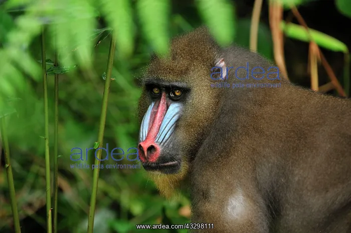 : Mandrill Parc de la Lekedi / Lekedi Natural Preserve : Mandrill Parc de la Lekedi / Lekedi Natural Preserve