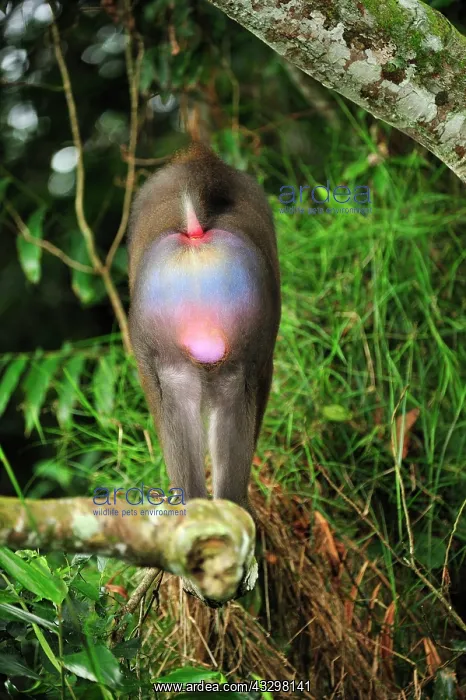 : Mandrill Parc de la Lekedi / Lekedi Natural Preserve : Mandrill Parc de la Lekedi / Lekedi Natural Preserve