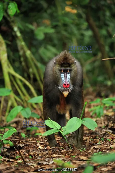 : Mandrill Parc de la Lekedi / Lekedi Natural Preserve : Mandrill Parc de la Lekedi / Lekedi Natural Preserve
