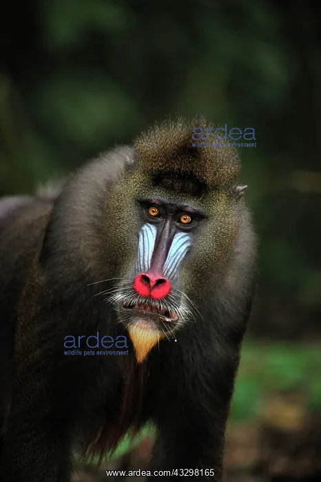 : Mandrill Parc de la Lekedi / Lekedi Natural Preserve : Mandrill Parc de la Lekedi / Lekedi Natural Preserve