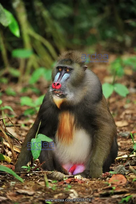 : Mandrill Parc de la Lekedi / Lekedi Natural Preserve : Mandrill Parc de la Lekedi / Lekedi Natural Preserve