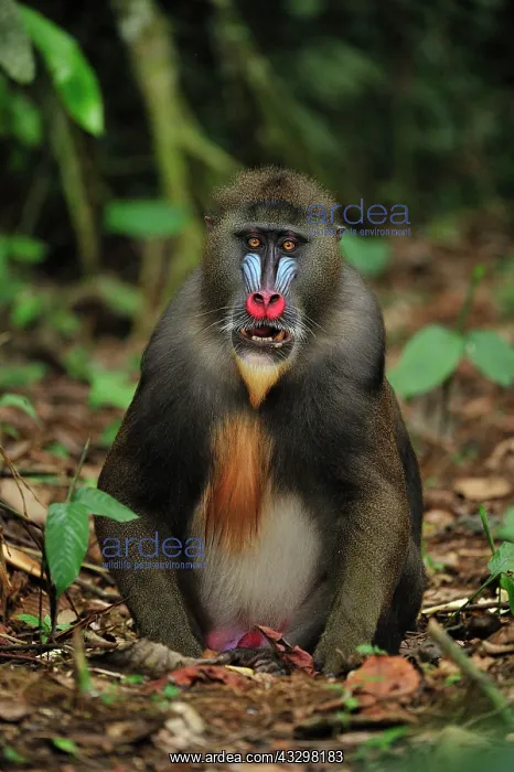 : Mandrill Parc de la Lekedi / Lekedi Natural Preserve : Mandrill Parc de la Lekedi / Lekedi Natural Preserve