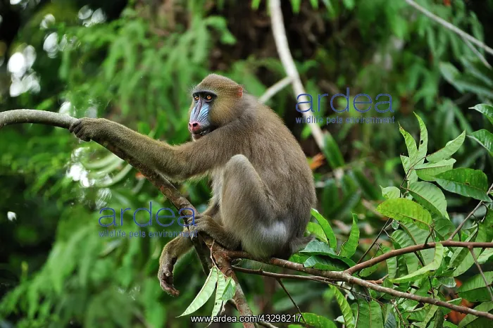 : Mandrill Parc de la Lekedi / Lekedi Natural Preserve : Mandrill Parc de la Lekedi / Lekedi Natural Preserve