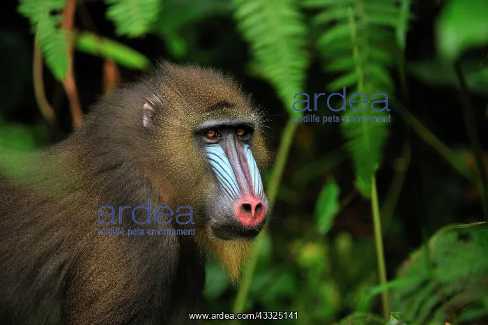 : Mandrill Parc de la Lekedi / Lekedi Natural Preserve : Mandrill Parc de la Lekedi / Lekedi Natural Preserve