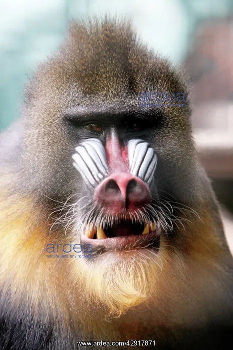 : Mandrill - portrait of male, chewing food : Mandrill - portrait of male, chewing food