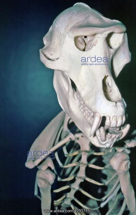 : Mandrill skeleton : Mandrill skeleton