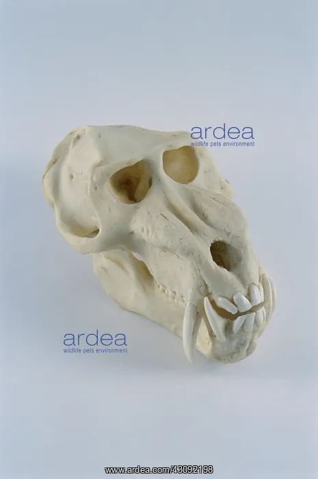 : Mandrill skull : Mandrill skull