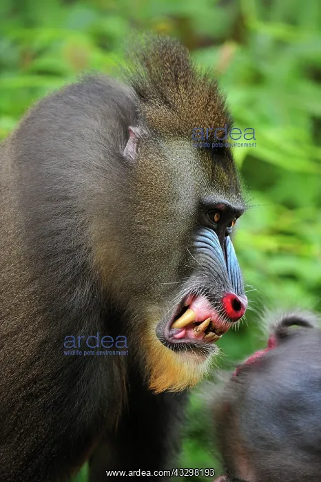 : Mandrill - smiling Parc de la Lekedi / Lekedi Natural : Mandrill - smiling Parc de la Lekedi / Lekedi Natural