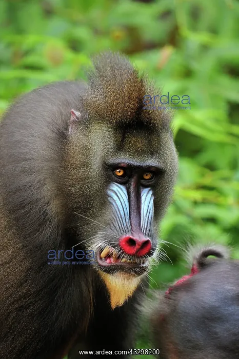: Mandrill - smiling Parc de la Lekedi / Lekedi Natural : Mandrill - smiling Parc de la Lekedi / Lekedi Natural