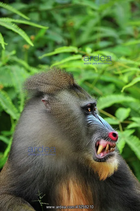 : Mandrill - smiling Parc de la Lekedi / Lekedi Natural : Mandrill - smiling Parc de la Lekedi / Lekedi Natural