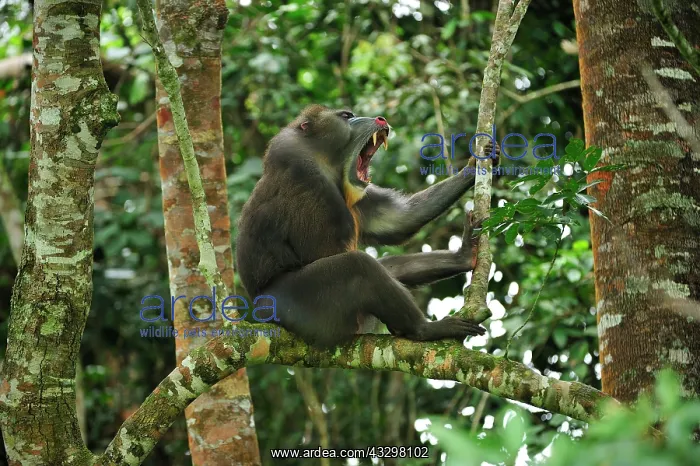 : Mandrill - yawning Parc de la Lekedi / Lekedi Natural : Mandrill - yawning Parc de la Lekedi / Lekedi Natural