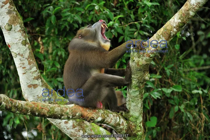 : Mandrill - yawning Parc de la Lekedi / Lekedi Natural : Mandrill - yawning Parc de la Lekedi / Lekedi Natural