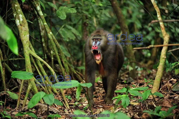 : Mandrill - yawning Parc de la Lekedi / Lekedi Natural : Mandrill - yawning Parc de la Lekedi / Lekedi Natural