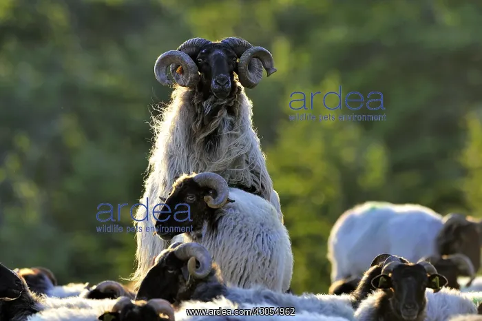 : Manech blackhead mating Basque Country France : Manech blackhead mating Basque Country France