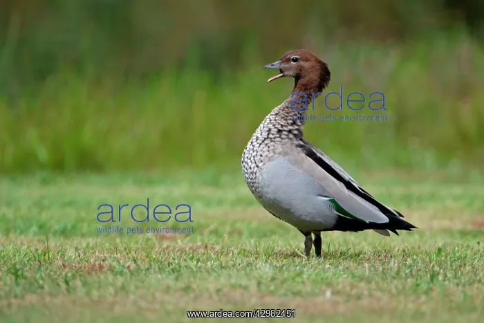 : Maned Duck : Maned Duck