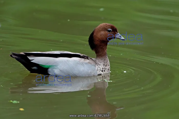 : Maned Duck : Maned Duck