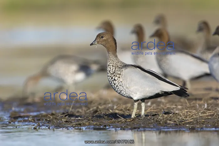 : Maned Duck (Chenonetta jubata) male : Maned Duck (Chenonetta jubata) male