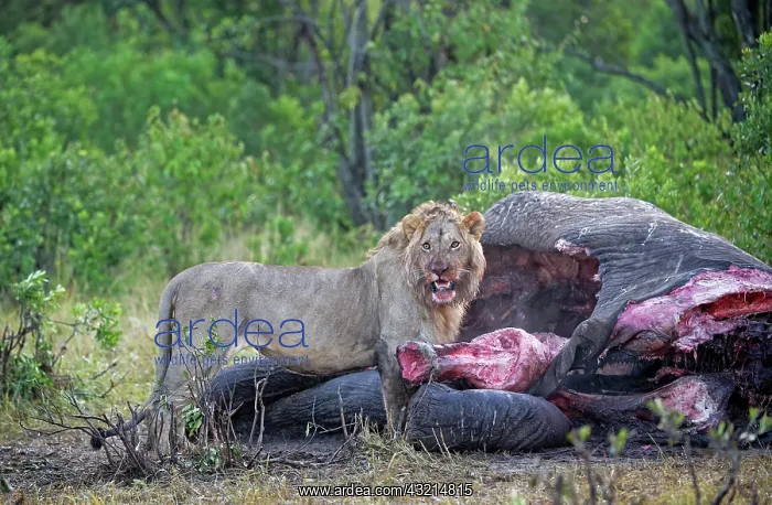 : Maned lion (Panthera leo) at dawn on the carcass : Maned lion (Panthera leo) at dawn on the carcass