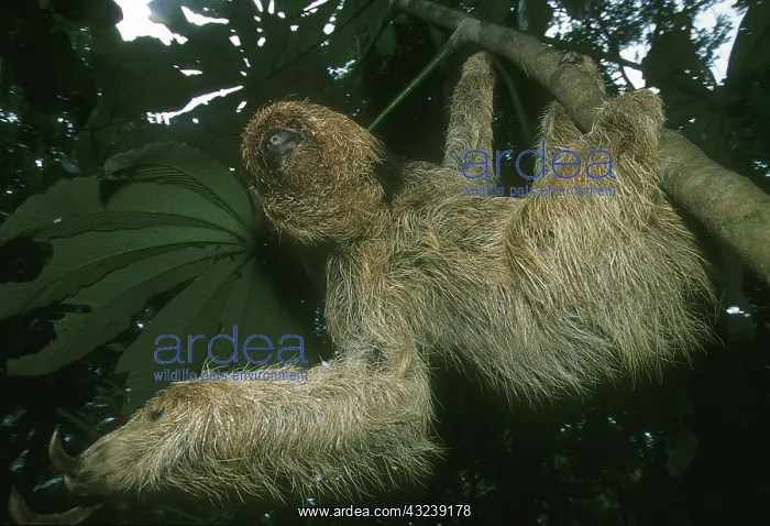  : Maned Sloth, (Bradypus torquatus), endangered