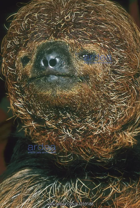 : Maned Sloth, (Bradypus torquatus), endangered : Maned Sloth, (Bradypus torquatus), endangered