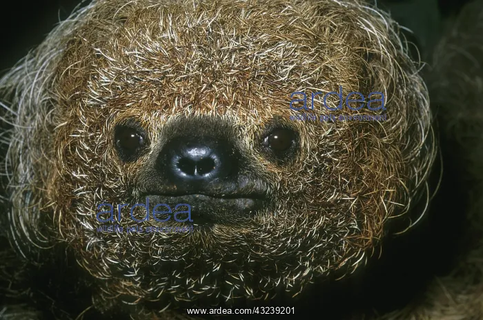 : Maned Sloth, (Bradypus torquatus), endangered : Maned Sloth, (Bradypus torquatus), endangered