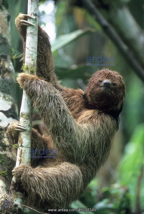 : Maned Sloth (Bradypus torquatus) Endangered : Maned Sloth (Bradypus torquatus) Endangered