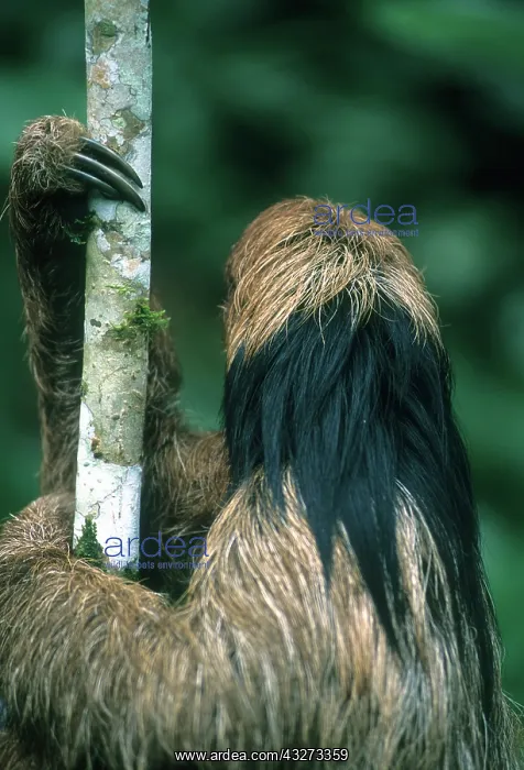 : Maned Sloth (Bradypus torquatus) Endangered : Maned Sloth (Bradypus torquatus) Endangered